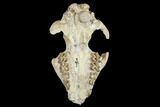 Oreodont (Merycoidodon) Partial Skull - Wyoming #113032-2